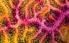 IndonesiaSeaFan1920x120010-4-2012 10_27_55 AM Bing Desktop